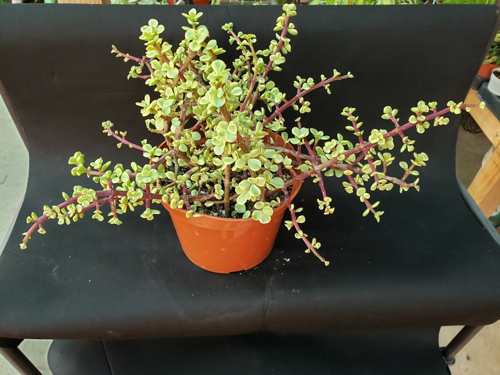 Portulacaria Afra Variegata Minima - 6