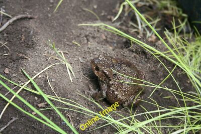 Photo 12x8 Common Toad (Bufo bufo) Bubnell Disturbed from its daytime home c2012