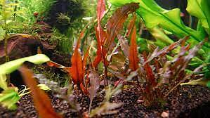 BUY 2 GET 1 FREE Cryptocoryne Crypt Wendtii Red Small Aquarium Plant - Picture 9 of 12