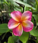 (Rare) JJ Mona Lisa Plumeria Cutting (UNROOTED) — photo 6