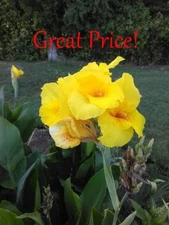 Canna Lily bulbs rhizomes - 2 live rhizomes - Yellow