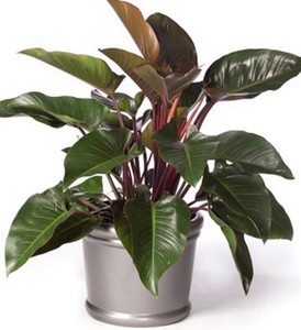 Rojo Congo Philodendron Red Tropical Indoor House Plant In 200mm Pot Ebay