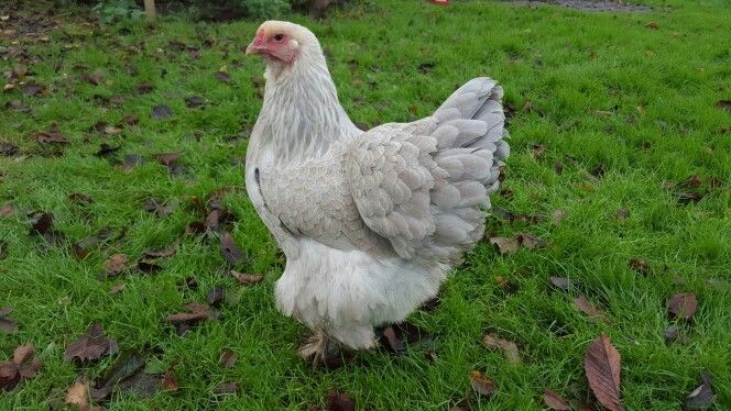 6 Farm Fresh Hatching Eggs Fancy ISABELLE Brahma BRAHPI Orpington Lavendar ❤️eb