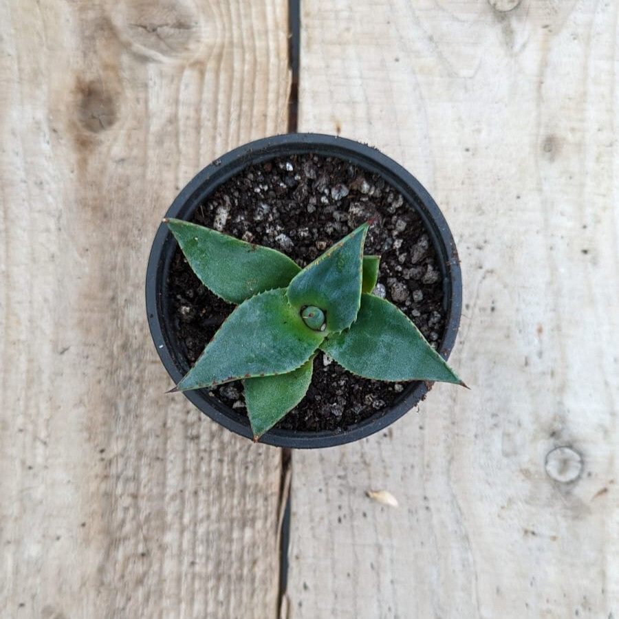 Agave parryi var. huachucensis 