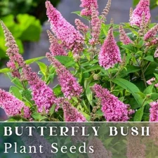 Butterfly Bush (Buddleia Davidii) - Fragrant - 250 Seeds