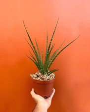 Fernwood Mikado  SNAKE PLANT Sansevieria LIVE Houseplant  Easy Care in 6" Pot