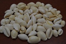 400 PCS DRILLED HOLE BROWNISH RING TOP COWRIE COWRY SEA SHELL BEADS 2 LBS 7656