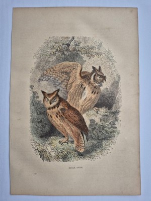 Antique Colour Print 1865 Cassells Popular Natural History Eagle Owls