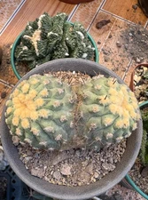 1pcs  Rare Double Headed Copiapoa cinerea   7.6cm  WYSIWYG