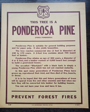 Old Vintage National Forest Service Paper Descriptive Sign "Ponderosa Pine" tree