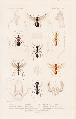 Formica rufa ants ants insects engraving steel engraving Cuvier 1849