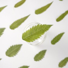 12PCS real Pressed dry leaves, Floral supply for art craft FSS17