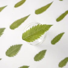 12PCS real Pressed dry leaves, Floral supply for art craft FSS17