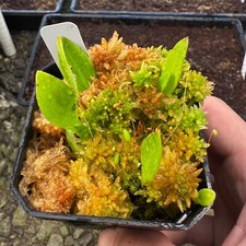 Utricularia alpina - Epiphytic Bladderwort - Division - JH