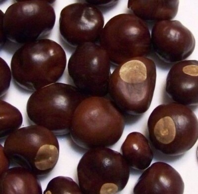 25 Ohio Buckeye Nuts Dried 2024 Crop Football Lucky Lot ~ Craft a Necklace