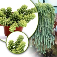 Burrows Tail Sedum morganianum Burrito Trailing Succulent  | 8 cm pot