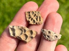 Hell Creek Fossil Crocodile Scutes LOT OF 3 Osteoderm Cretaceous Age Collection