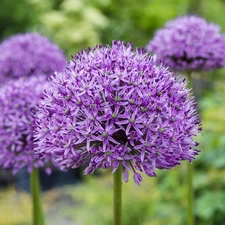 Easy to Grow Allium - Aflatunense Purple Sensation 20 Plant Bulbs