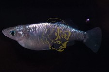 Hikari Sapphire Medaka ADULTS 4 1 Aka. Japanese Rice Fish