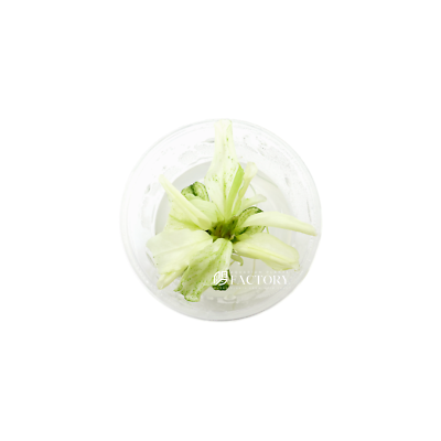 Bucephalandra APF Platinum [Small Tissue Culture Cup] Aquarium