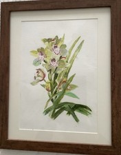 Epiphyllum ORCID 'Queen of the Night'