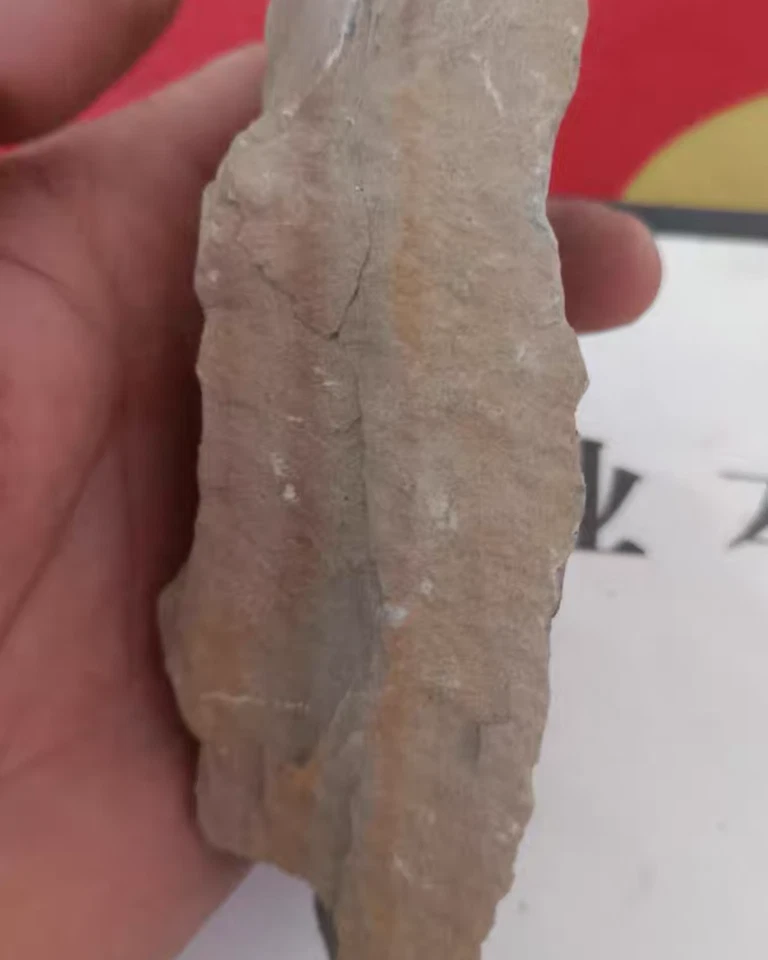 Fossil of whorled plants Natural Devonian prehistoric Jurassic biota Fossils - Image 4 of 4