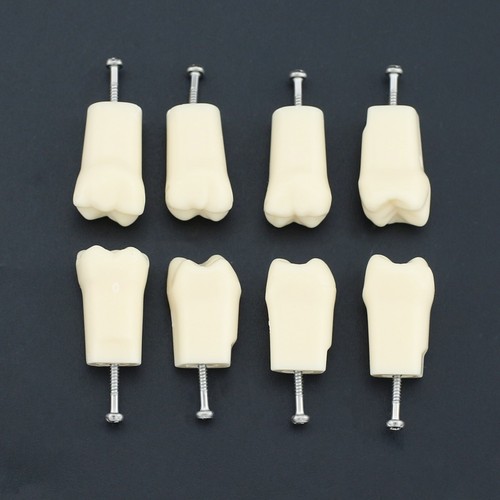Frasaco ANA-4 Dental Typodont Restorative Model 28PCS Teeth Replacement Screw-in - Picture 33 of 37