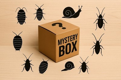 Live Bug Mystery Box! 