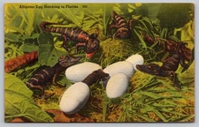 Vintage Linen Postcard Alligator Egg Hatching in Florida Scenic Art