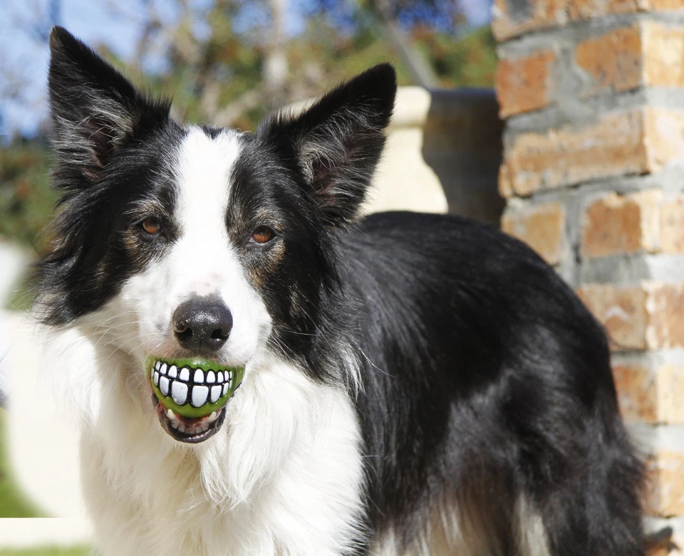GR02-L Fun Dog Treat Ball in various sizes and colors Medium Lime - Image 4 of 4