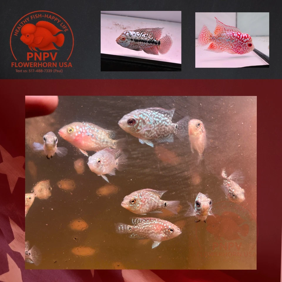 Fry Size Kamfa Flowerhorn Fish | Baby Kamfa | Live Aquarium - Buy 3 Get 1 Free - Image 3 of 4