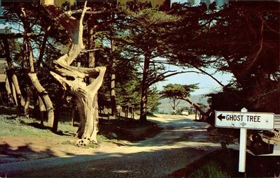 Gnarled Ghost Tree on Scenic Drive, c1950, Pebble Beach, California, Ken Stone