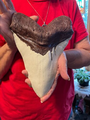 NEW MASSIVE megalodon tooth replica 9" CONVERSATION PIECE LIGHT BROWN ROOT - Picture 3 of 9