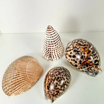 Seashell collection lot Tiger Cowrie Cypraea Leopard Cone Clam