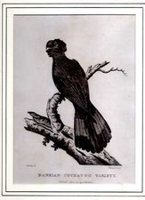 S Edwards after A Latham BANKIAN COCATOO VARIETY - ENGRAVED PRINT FROM THE VOYAG