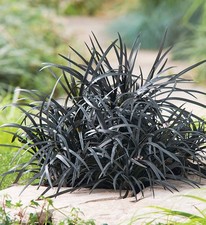 Ophiopogon Planiscapus Nigrescens - XXL Large 3Lt Pot Evergreen Perennial Grass