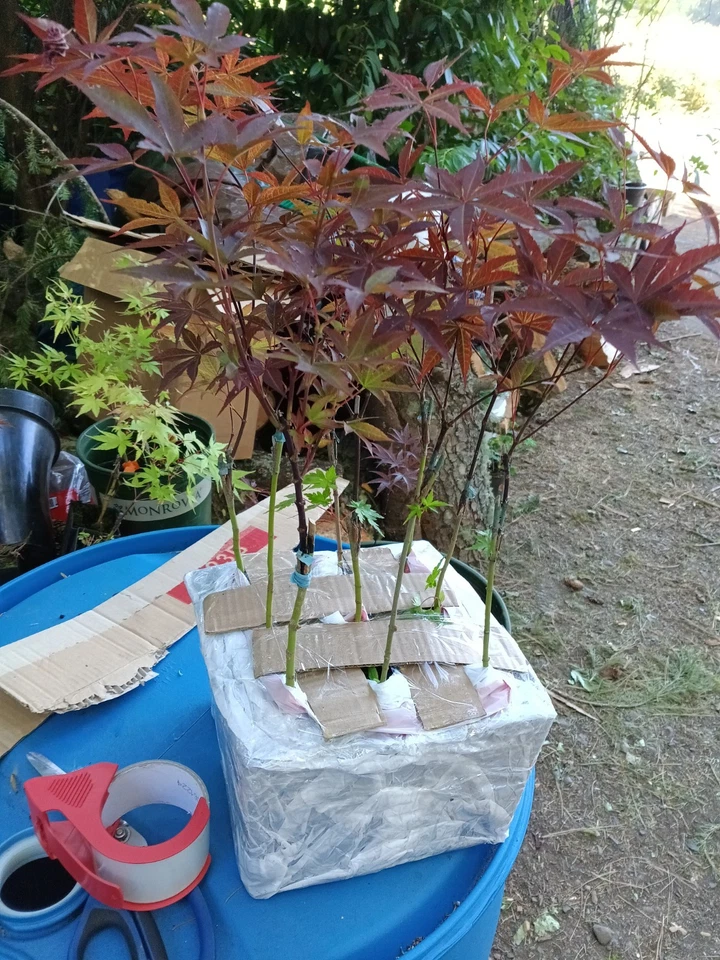 40 Bloodgood Japanese Maple  - Image 3 of 3