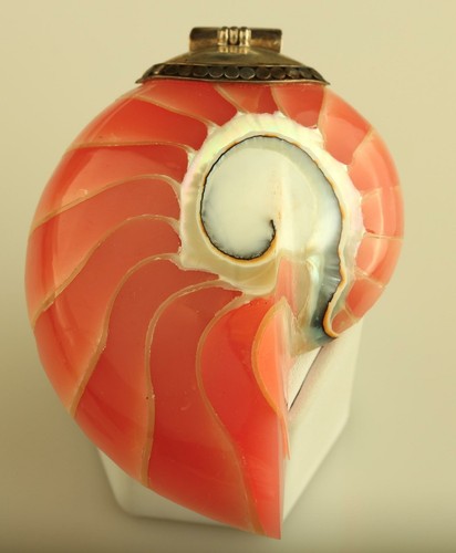 Huge Vintage Nautilus Shell Gem