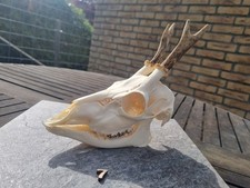 Echter Rehbock Sch&auml;del mit Geweih  Pr&auml;parat / Troph&auml;e / Oddities Taxidermy
