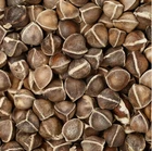 Moringa, Organic moringa Oleifera,Premium moringa seeds, semillas de moringa 4oz