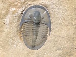 Trilobita Dorsal Pro Prep Semanas Formacao Cedaria Fosseis Crinoide Ebay