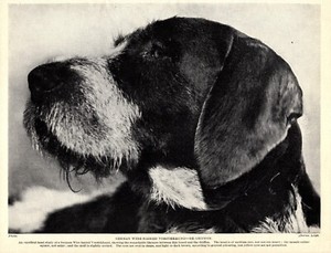 1930s Antique GERMAN WIREHAIRED Pointer Pointing Griffon Dog Print 5425b