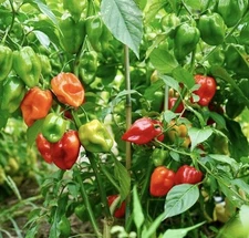 50 habanero HOT PEPPER SEEDS | Non-GMO, Heirloom - USA FREE SHIPPING