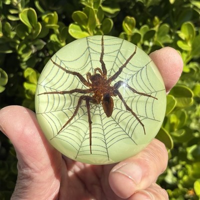 A Cunning Spider Specimen Glow in Hemisphere Resin Education Ornament Collection