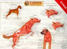 Canine Musculature Anatomy Laminated Wall Chart #92520 Dog K9