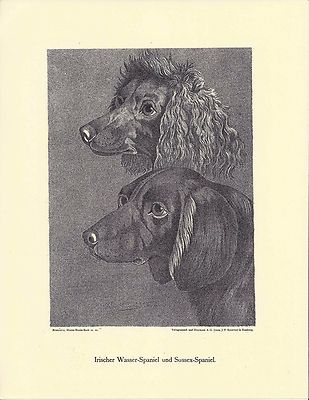 1890 Jean Bungartz Dog Art Head Print Reproduction IRISH WATER & SUSSEX SPANIEL