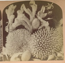 CORAL, BEAUTIFUL STILL LIFE, VINT STEREOVIEW