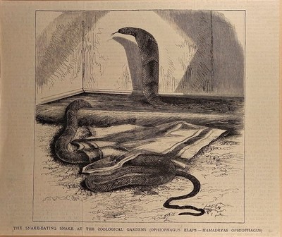 Holzstich um 1875. Schlangen fressende Schlange im Zoo - THE SNAKE-EATING SNAKE