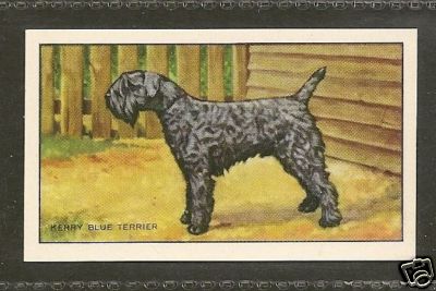 1936 UK Dog Art Full Body Portrait Gallaher Cigarette Card KERRY BLUE TERRIER