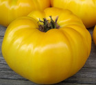 YELLOW BRANDYWINE TOMATO SEEDS 100 indeterminate BEEFSTEAK VARIETY vegetables